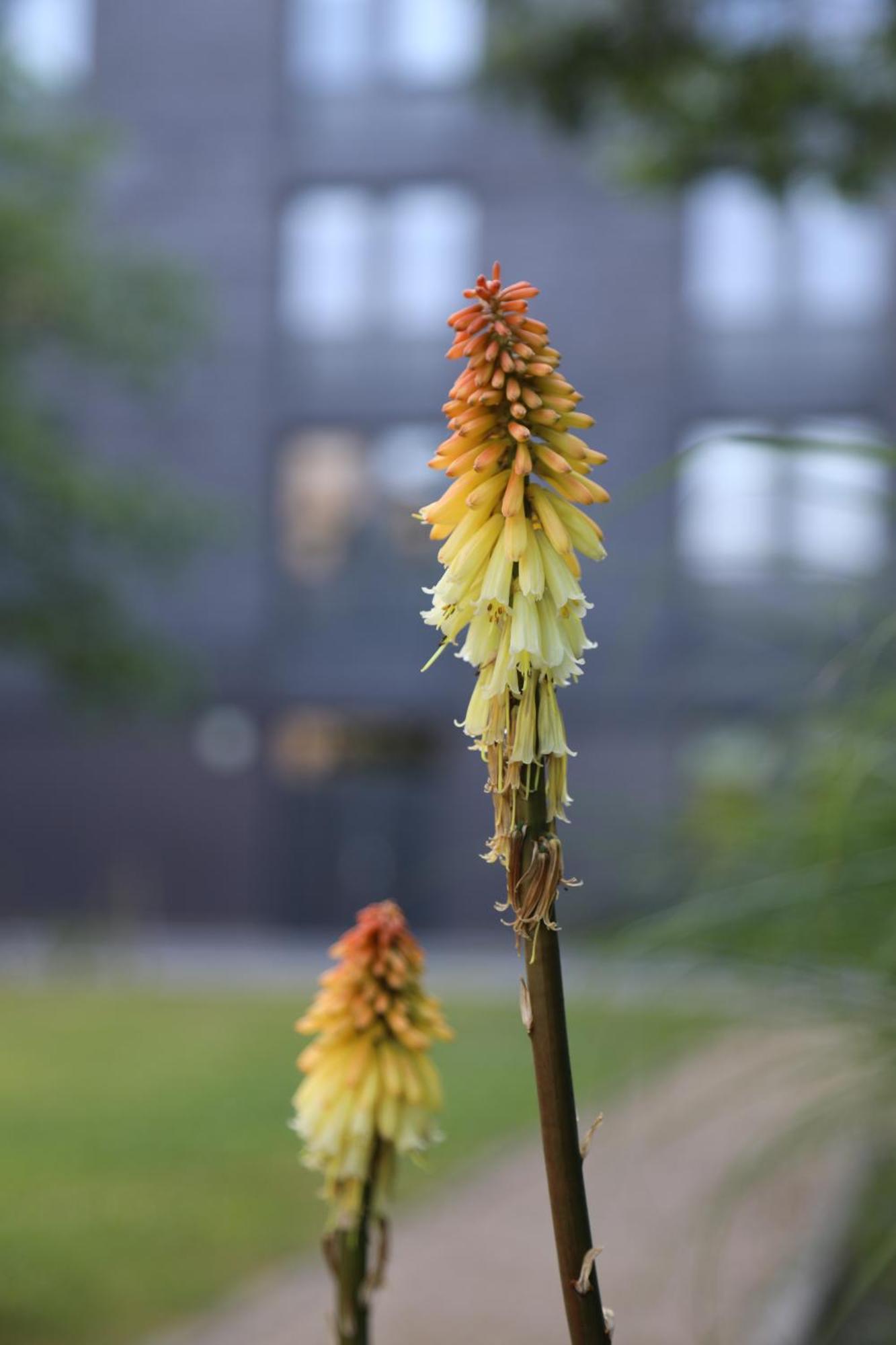 Goldcrest Village Rooms University Of Galway Bagian luar foto